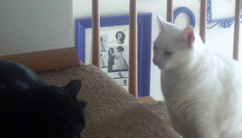 Illustration for article titled HERE, in full Instagrammed glory, is Link the Cat's first DNGAF
